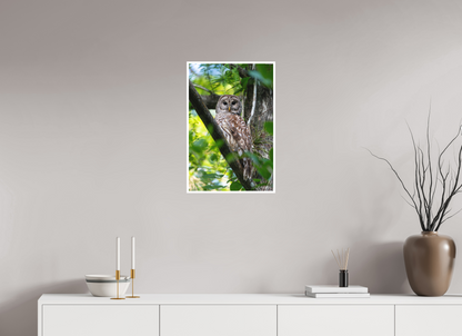 16 x 24″, Fine art print "..." - Barred Owl