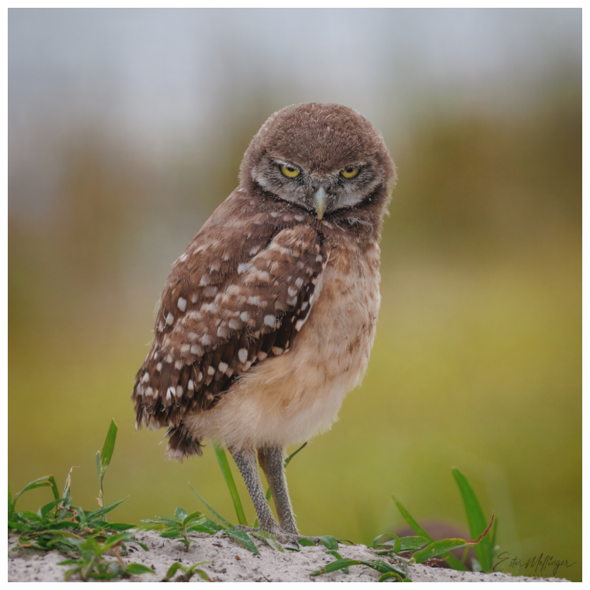 Main image "The Stare Down" - Burrowing owlet