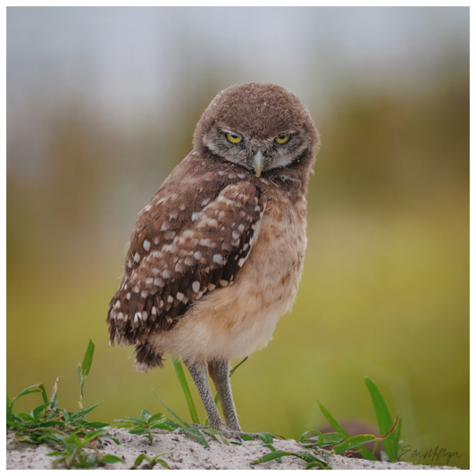 Main image "The Stare Down" - Burrowing owlet