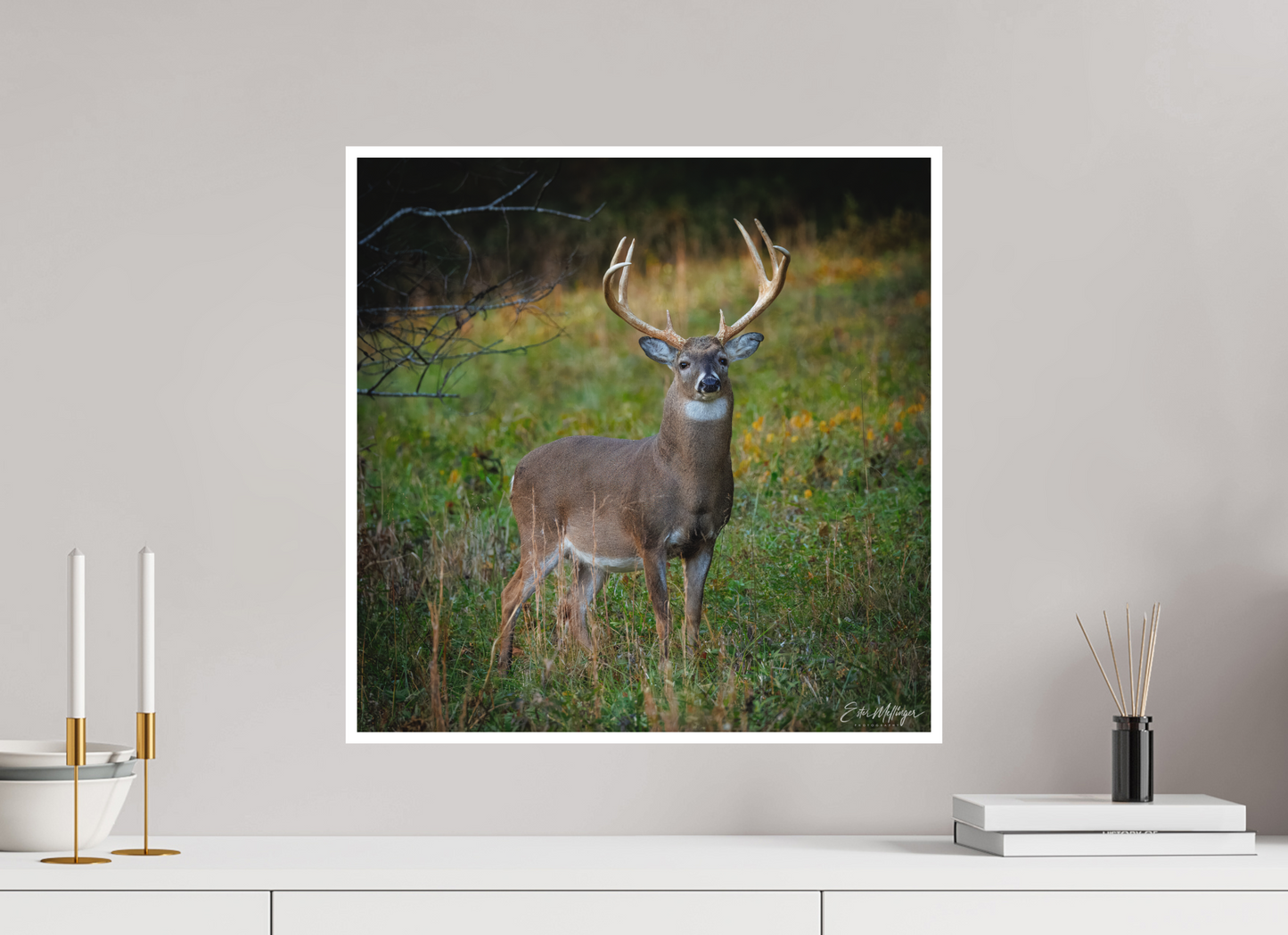 20 x 20″, Fine art print "Majesty of the cove" - White-tailed Buck