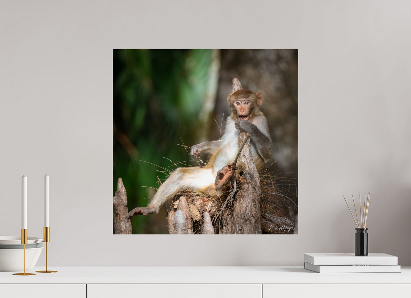 20 x 20″, Metal "Silver Song" - Rhesus Macaque