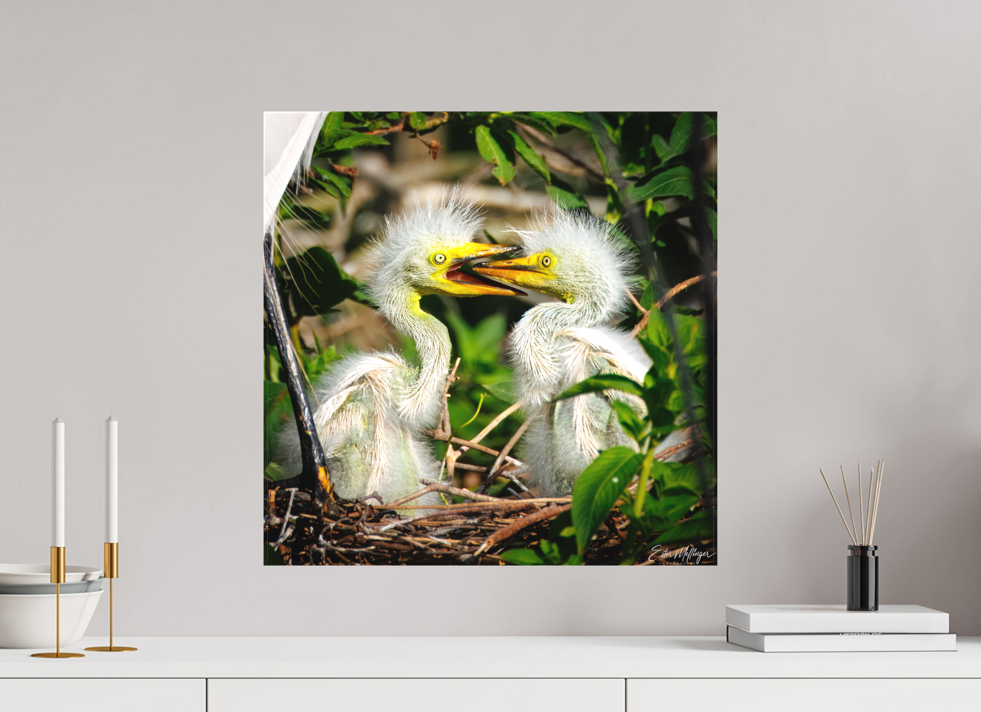 20 x 20″, Canvas "Fluffy Dinosaurs" - Baby Great Egrets