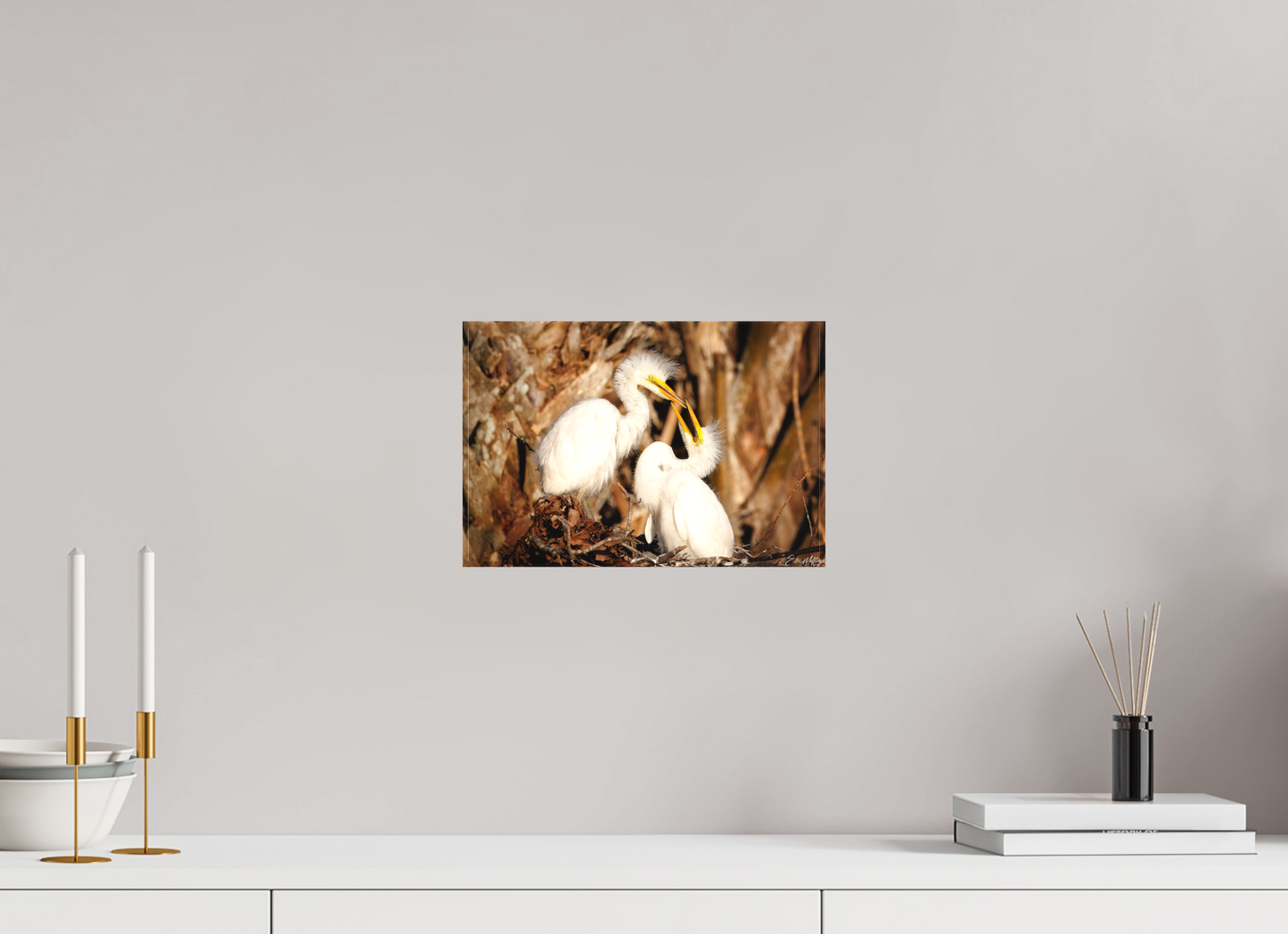 12 x 8″, Canvas "Wetland Nursery" - Great Egrets