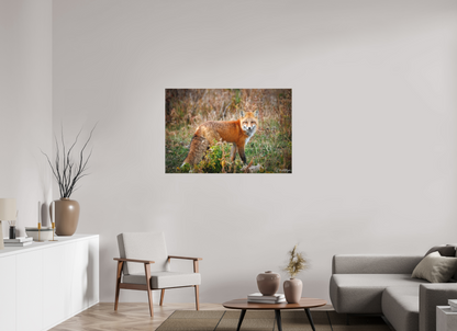 45 x 30″, Canvas "Ember in the Grass" - Red Fox