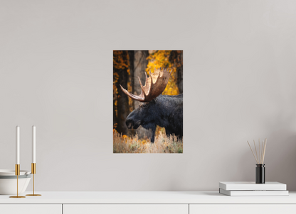 10 x 15″, Canvas "The Wild One" - Bull moose