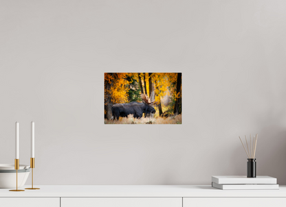 12 x 8″, Metal "Majesty in the rain" - Bull moose