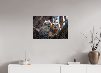 30 x 20″, Metal "Hidden in the Pines" - Great Horned Owlets