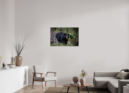 Black bear stare