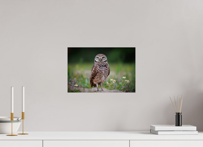 Burrowing owl stare down