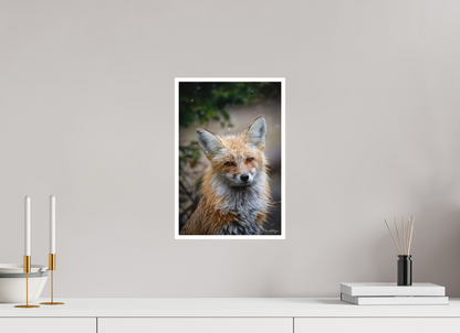 10 x 15″, Fine art print "Quiet Mind" - Red Fox