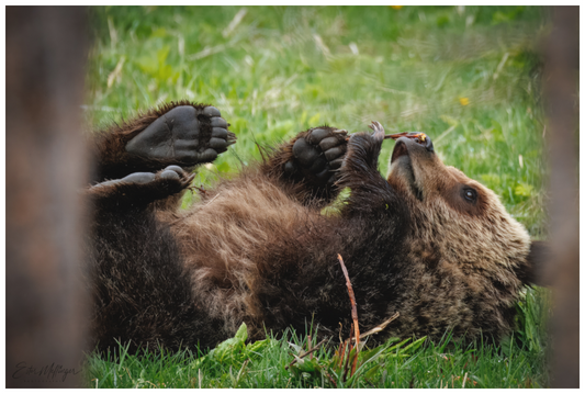 Main image "Gentle Discovery" - Grizzly Bear