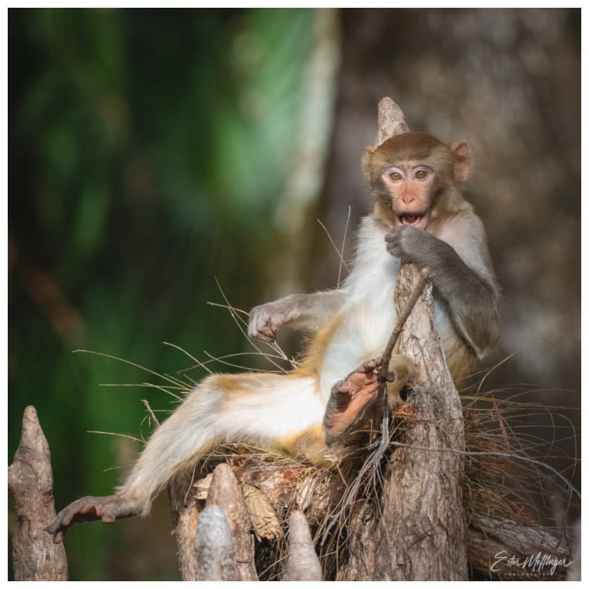 Main image "Silver Song" - Rhesus Macaque