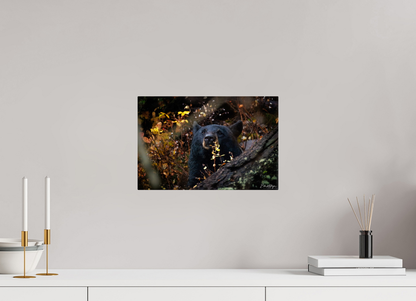 15 x 10″, Metal "Autumn Watch" - Black Bear