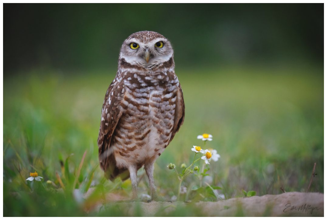 Main image "The Watcher" - Burrowing Owl