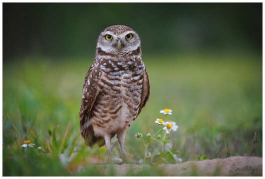 Main image "The Watcher" - Burrowing Owl