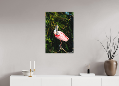 Preening spoonbill