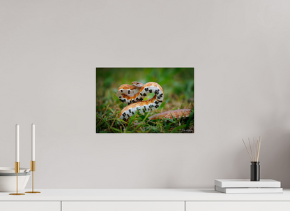 15 x 10″, Metal "Wild Pattern" - Florida Corn Snake