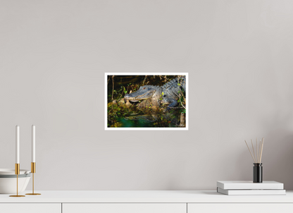 12 x 8″, Fine art print "Shadow of the Cypress" - American Alligator