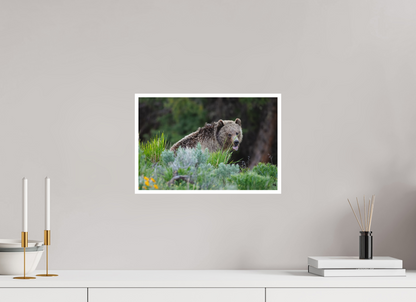 Yawning bear