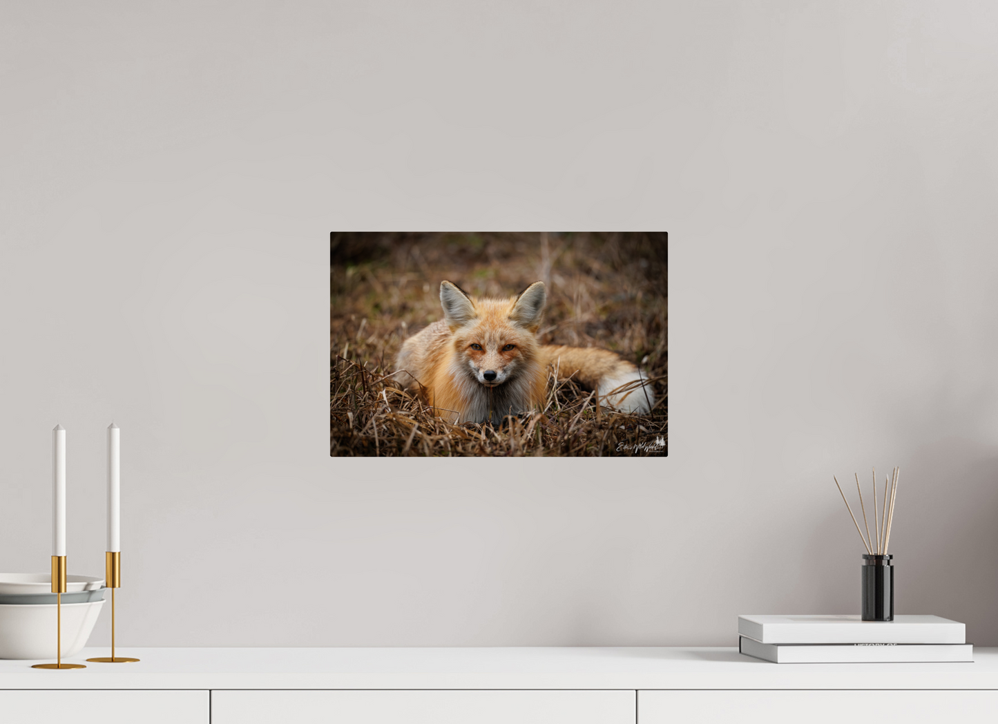 Bedded down fox