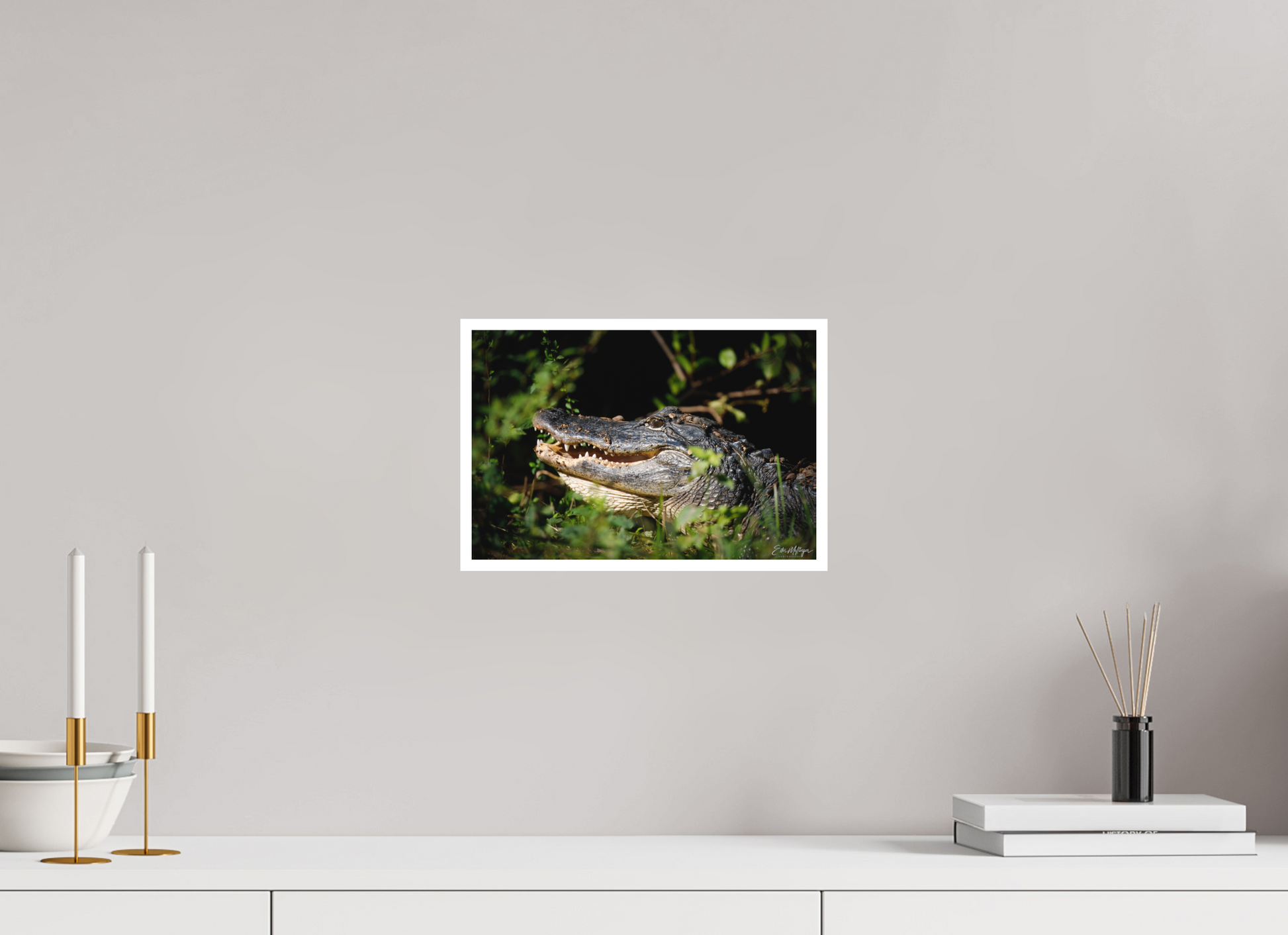 12 x 8″, Fine art print "At the Water's Edge" - American Alligator