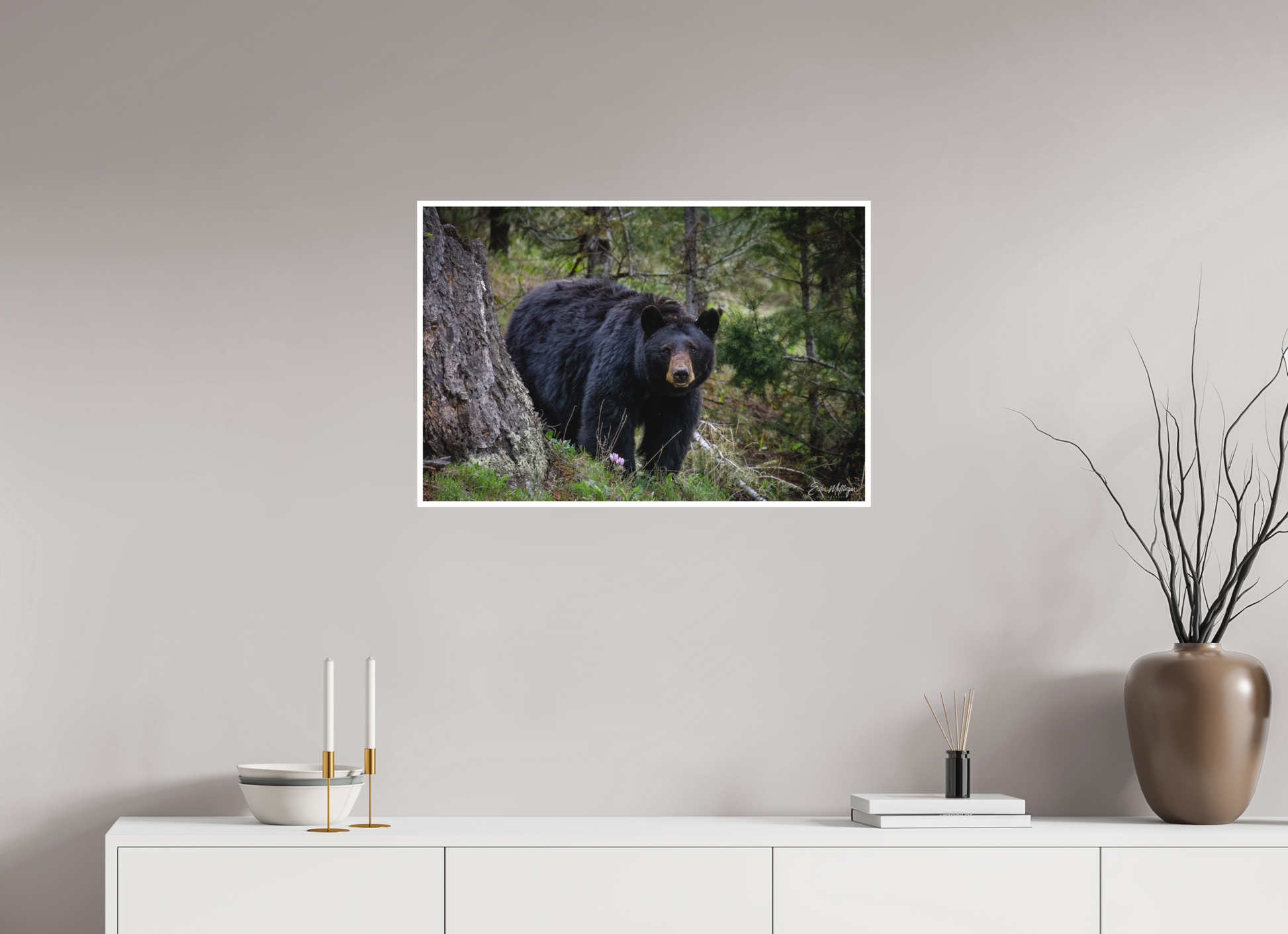 30 x 20″, Fine art print "Silent Gaze" - Black Bear