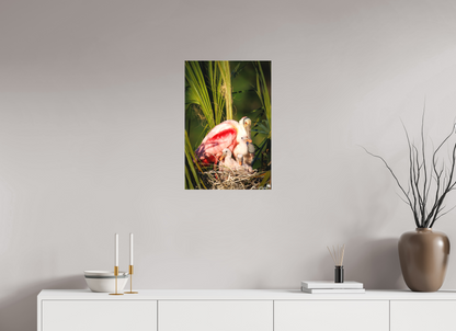 Spoonbill family