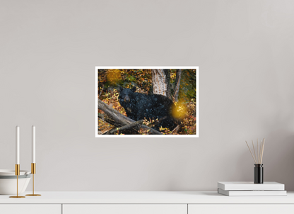 15 x 10″, Fine art print "Between Seasons" - Black Bear