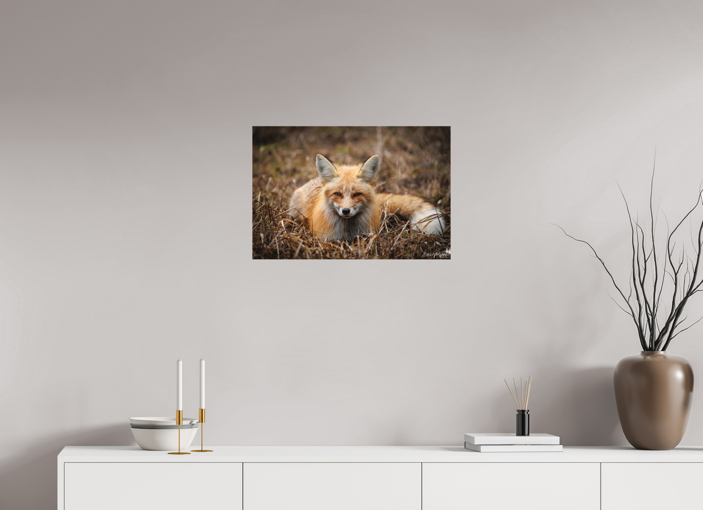 Bedded down fox