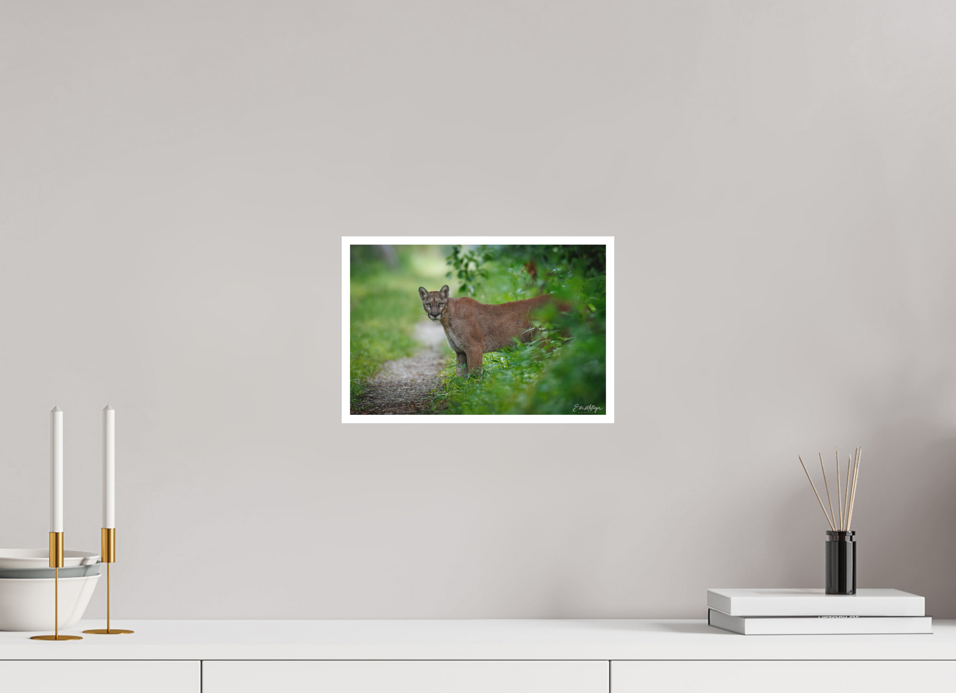 12 x 8″, Fine art print Ghost of the Green Forest - Florida Panther