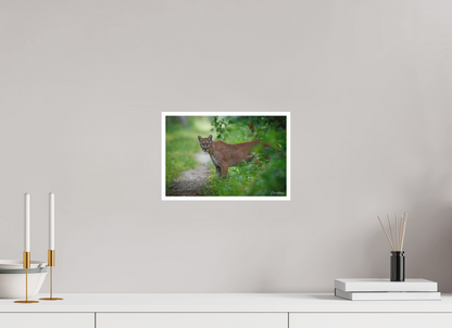 12 x 8″, Fine art print Ghost of the Green Forest - Florida Panther