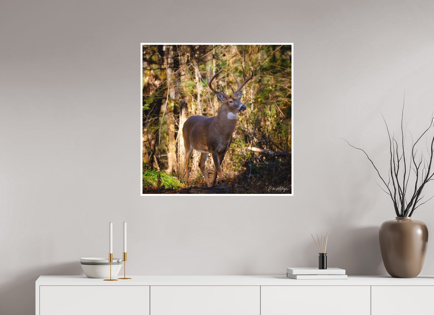 30 x 30″, Fine art print "King of the Timberline" - White-tailed Buck