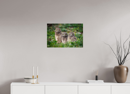 24 x 16″, Acrylic Three Little Burrowing Owls - Burrowing Owls