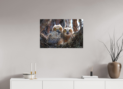 30 x 20″, Canvas "Hidden in the Pines" - Great Horned Owlets