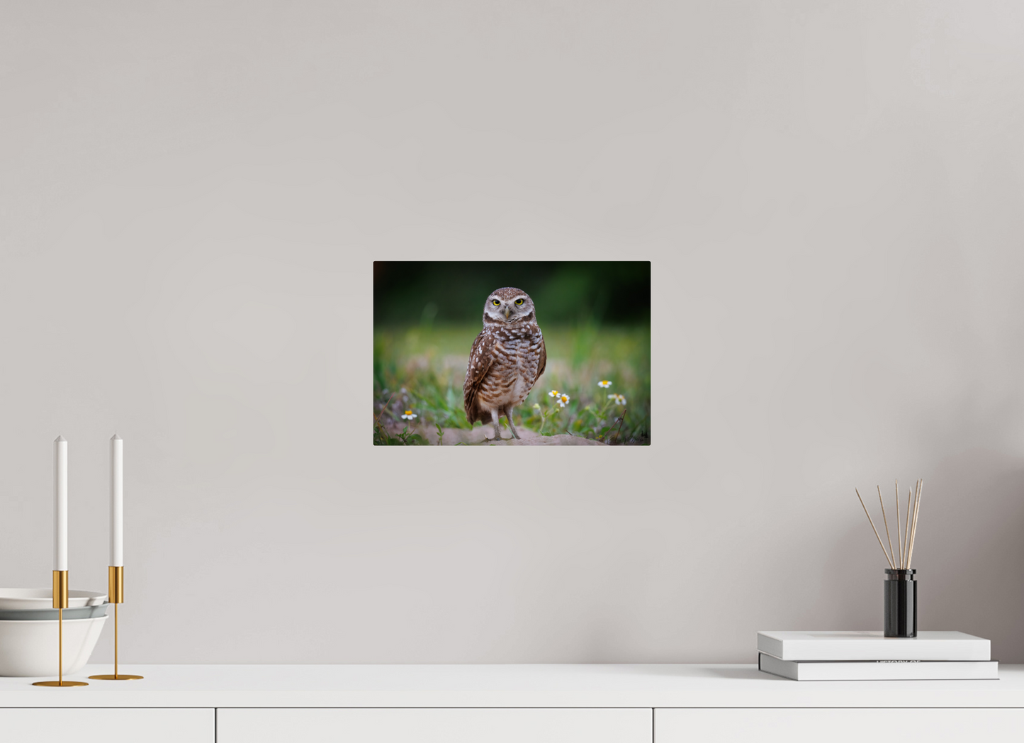 Burrowing owl stare down