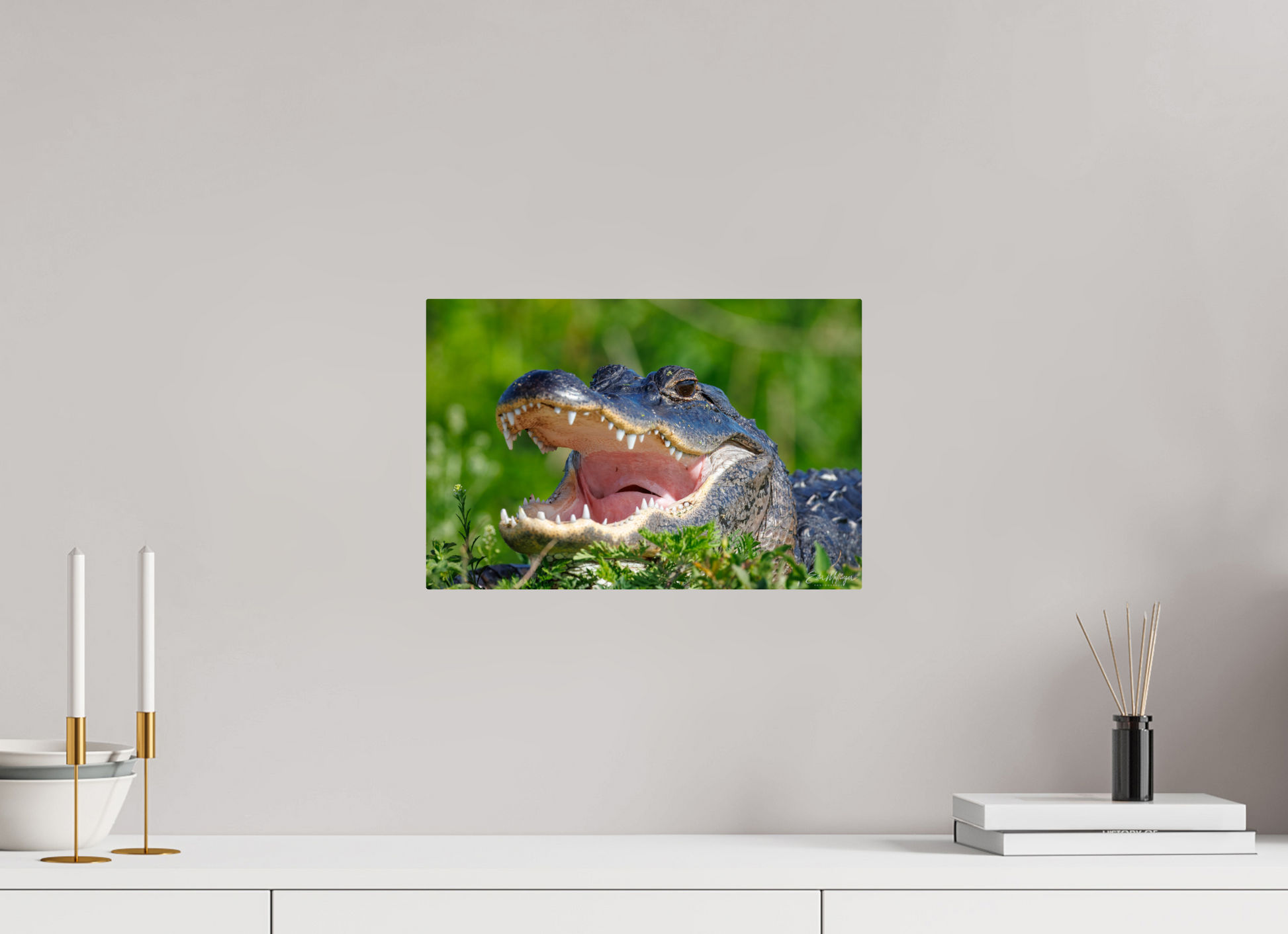 15 x 10″, Metal "Wide Open" - American Alligator