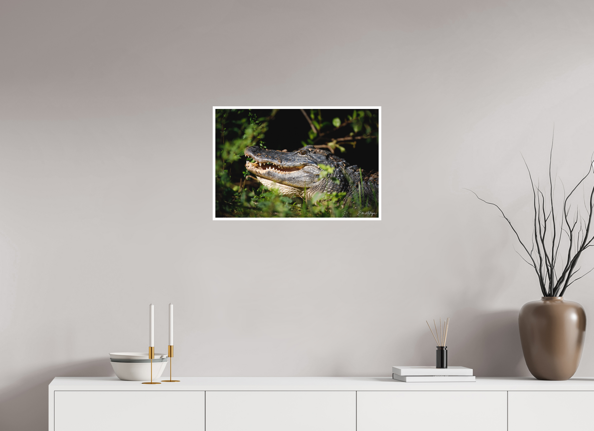 24 x 16″, Fine art print "At the Water's Edge" - American Alligator