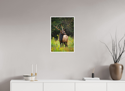 16 x 24″, Fine art print "The Watchful King" - Elk