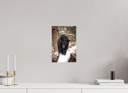 8 x 12″, Canvas "Little Snow Walker" - Black Bear