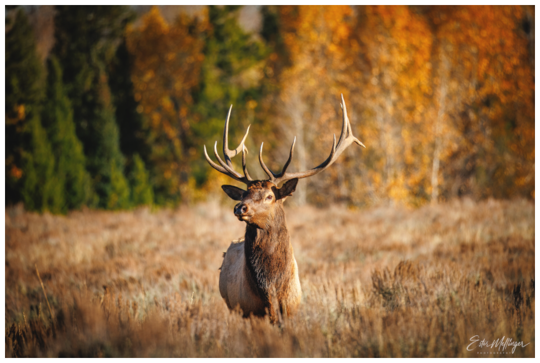 Main image "Autumn Sentinel" - Bull Elk