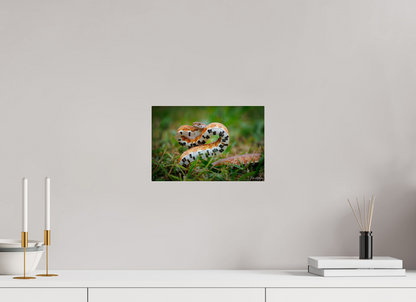 12 x 8″, Acrylic "Wild Pattern" - Florida Corn Snake