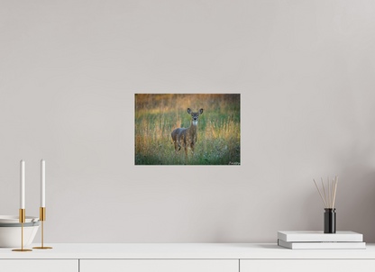 12 x 8″, Canvas "Grace in the Meadow" - White-tailed Doe