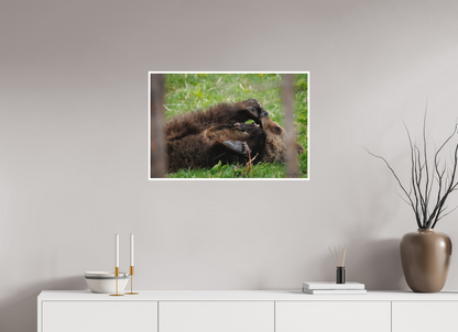Bear chewing on its foot