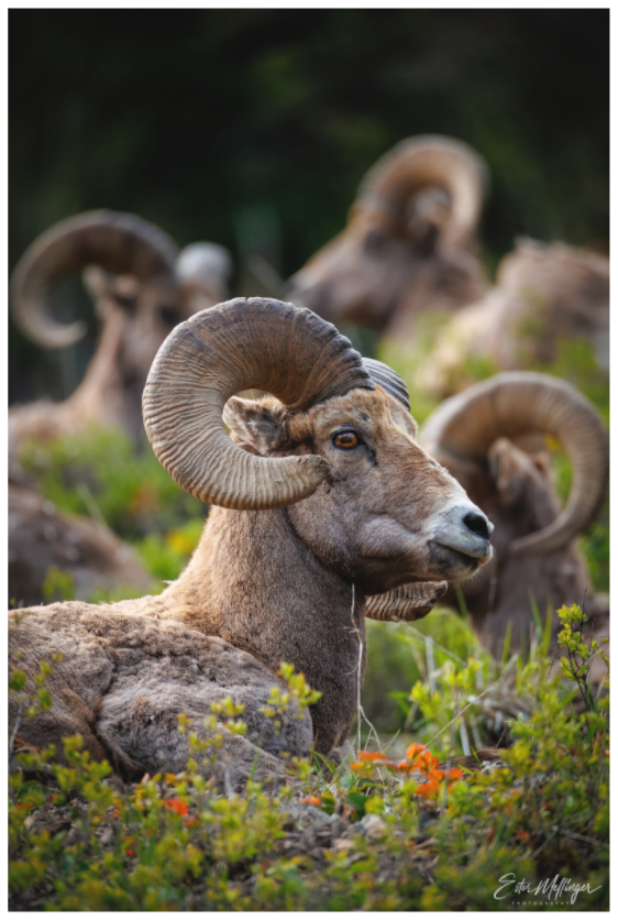 Main image "High Watch" - Bighorn Sheep