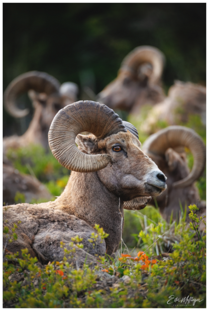 Main image "High Watch" - Bighorn Sheep