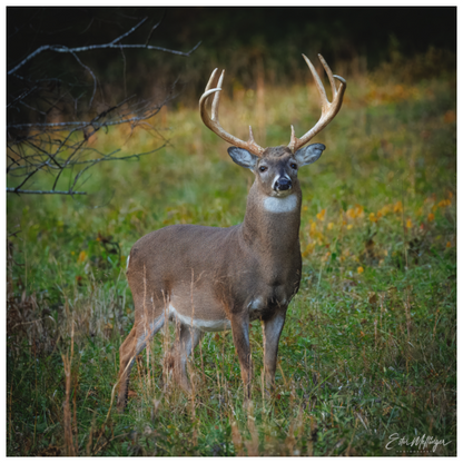 Main image "Majesty of the cove" - White-tailed Buck