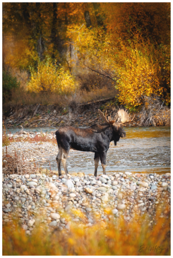 Main image "King of the Colors" - Bull Elk, Gros Ventre River