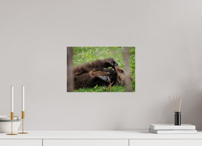 Bear chewing on its foot